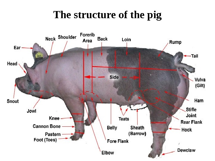 Pig перевод. Scientific name of Pig. Whats the Scientific name of Pig. Карта Pig.