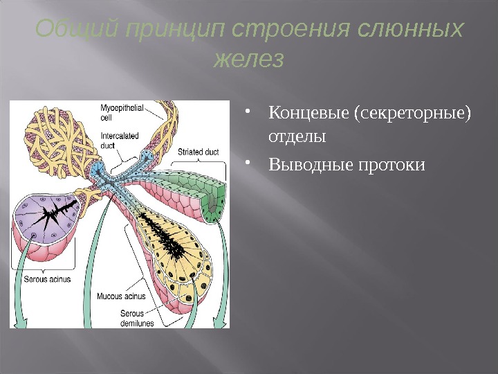 Структура железы. Концевой отдел и выводной проток железы. Концевой секреторный отдел железы. Концевые отделы и выводные протоки желез. Секреторные отделы желез.