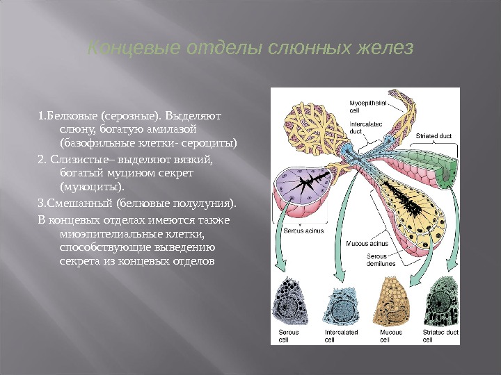 Отделы железы. Белково слизистые железы строение. Строение концевого отдела белковой железы. Строение концевого слизистого отдела. Концевые отделы желез.