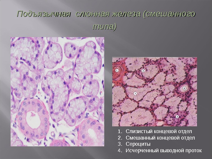 Отдел слизистый. Поднижнечелюстная слюнная железа гистология препарат. Слюнные железы гистология препарат. Поднижнечелюстная железа гистология препарат. Поднижнечелюстная железа гистология строение.