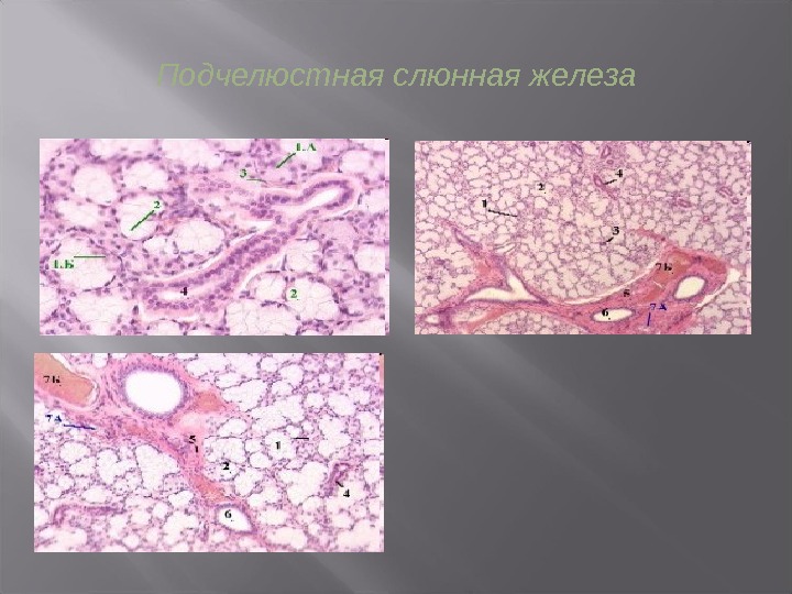 Препарат околоушной железы