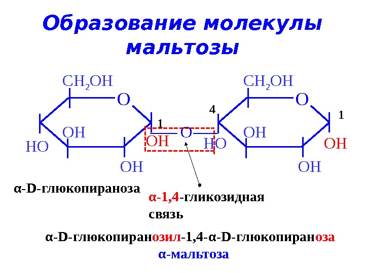 Образует 4 связи. Гликозидный гидроксил мальтозы. Реакция образования мальтозы. Α-1,1-гликозидной связь. Альфа 1 6 гликозидная связь.