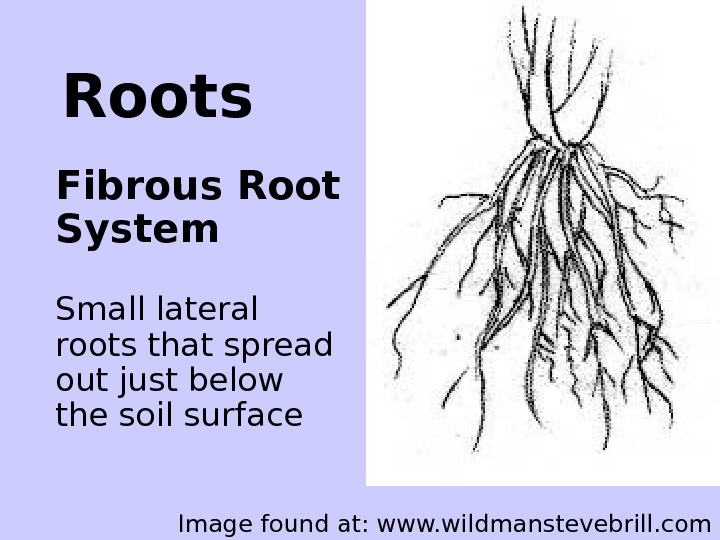 Корневой root. Мощная корневая система. Корневая система водных растений. Root System. Fibrous root System.
