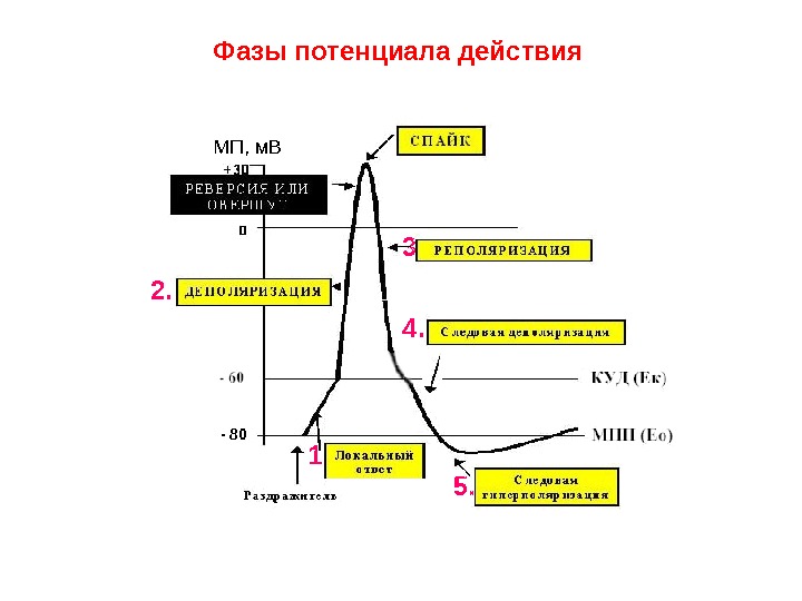 Фазы потенциала действия. Потенциал действия. Фазы потенциала. Нисходящая фаза потенциала действия обусловлена. Фаза реверсии потенциала действия.