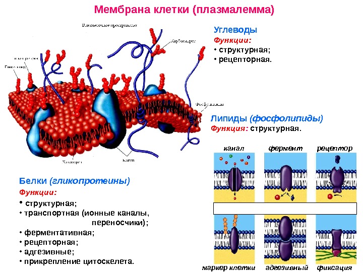 Белки мембраны клетки