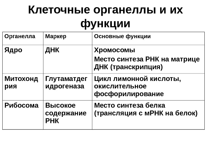 Органоиды клетки и их функции кратко