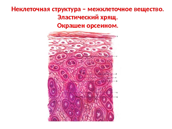 Межклеточное вещество рисунок