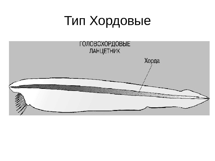 Схема строения хордовых. Головохордовые ланцетник. Скелет ланцетника. Хорда у животных. Тип Хордовые.
