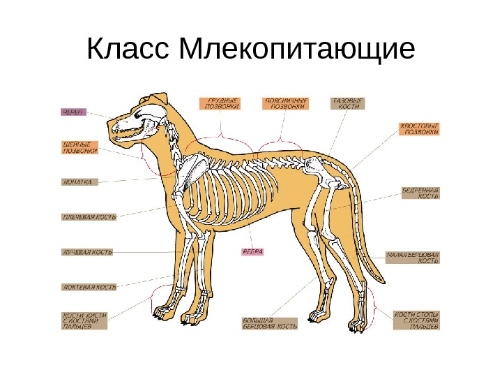 Внутреннее строение млекопитающих скелет. Внешнее строение млекопитающих 7 класс биология. Класс млекопитающие строение. Скелет млекопитающих схема биология 7 класс. Нервная система млекопитающих собака.