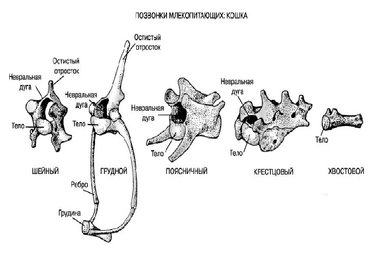 Определите отделы позвоночника млекопитающих. Строение грудных позвонков животных анатомия. Грудной позвонок животного строение. Хвостовые позвонки животных анатомия. Анатомия млекопитающих позвонки.