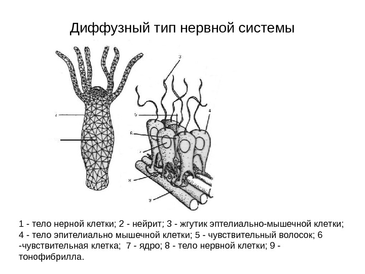 Радиальная симметрия диффузная нервная система анаэробное