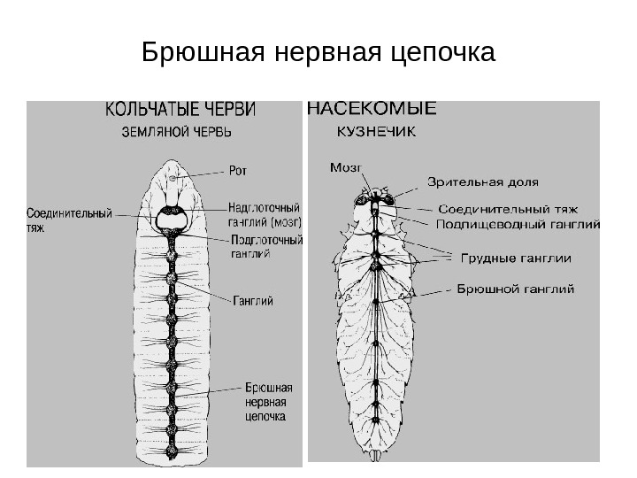 Какую функцию выполняет брюшная нервная цепочка. Строение нервной системы кольчатых червей. У кого есть брюшная нервная цепочка. Нервная система в виде брюшной нервной Цепочки. Нервная система типа «брюшной нервной Цепочки» встречается.