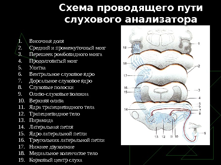 Схема слухового пути