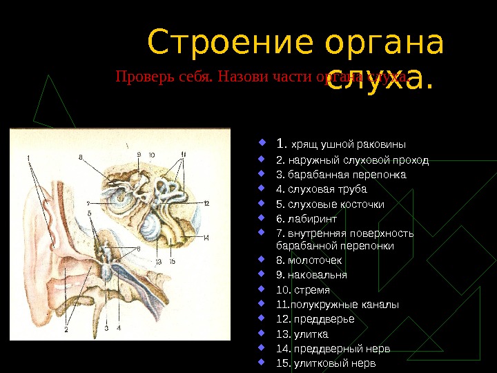 Нижняя стенка наружного слухового прохода