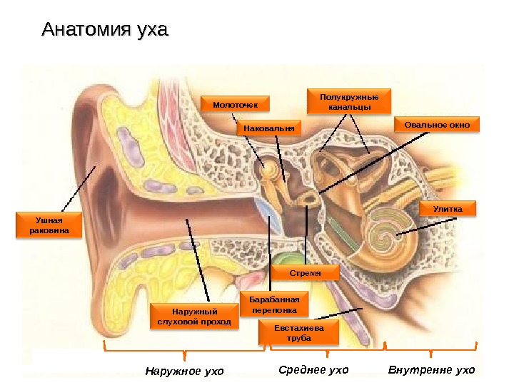 В среднем ухе расположены молоточек. Строение среднего уха овальное окно. Наружный слуховой аппарат анатомия. Строение среднего и внутреннего уха. Строение среднего уха человека анатомия.