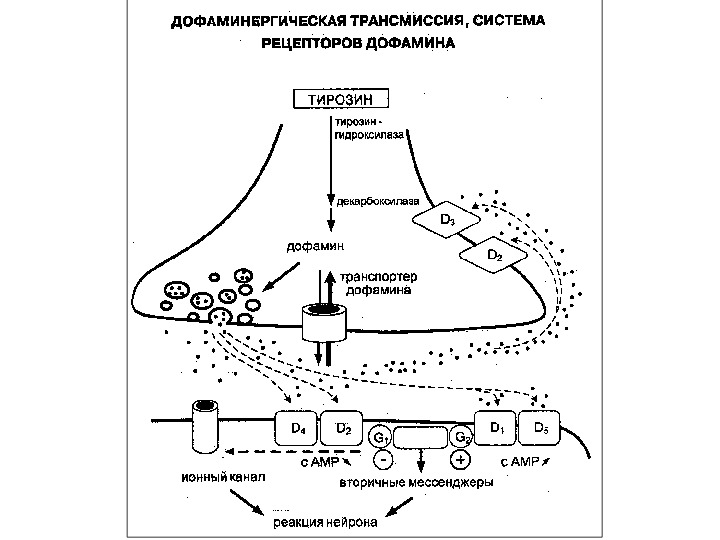 Дофаминергическая система презентация