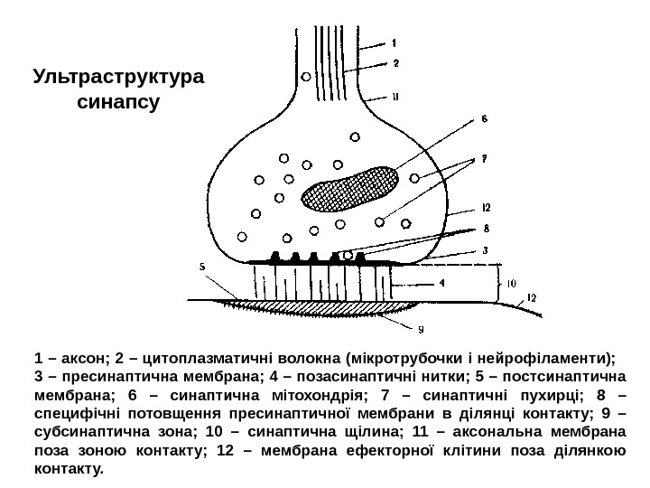 Схема строения синапса