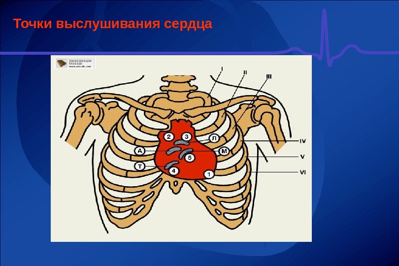 Аускультация сердца схема