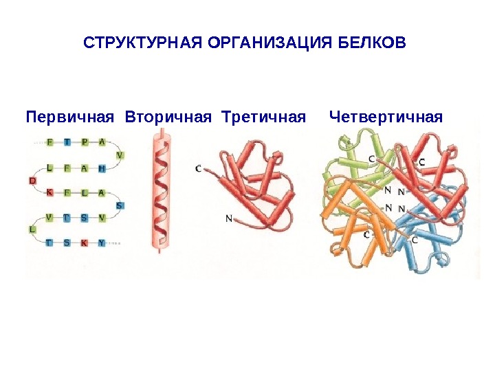 В организации белковых. Белки первичная вторичная третичная четвертичная структуры белка. Строение белков первичная вторичная третичная четвертичная. Строение белка первичная вторичная третичная четвертичная структура. Первичная вторичная четвертичная структура белка.