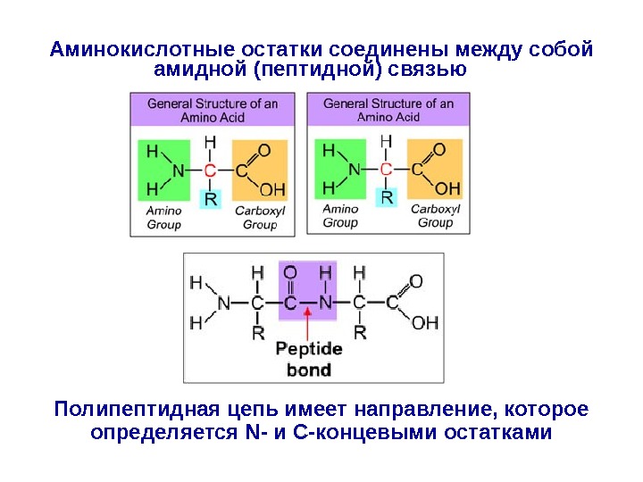 Какой связью соединены. Пептидная связь аминокислотный остаток. Аминокислотные остатки. Аминокислотные остатки соединяются между собой. Аминокислоты соединяются между собой связью.