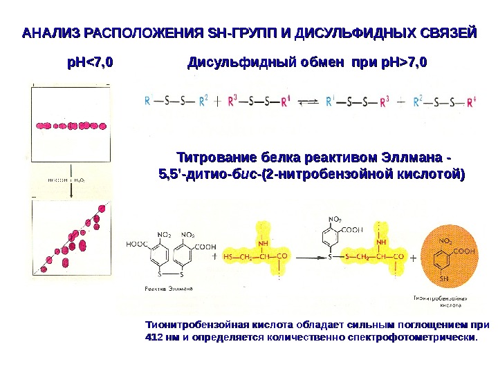 Белки функциональные группы. Определения аминокислотной последовательности по методу Эдмана. Соединения с sh группой. Определение расположения дисульфидных связей. Sh группы белков.