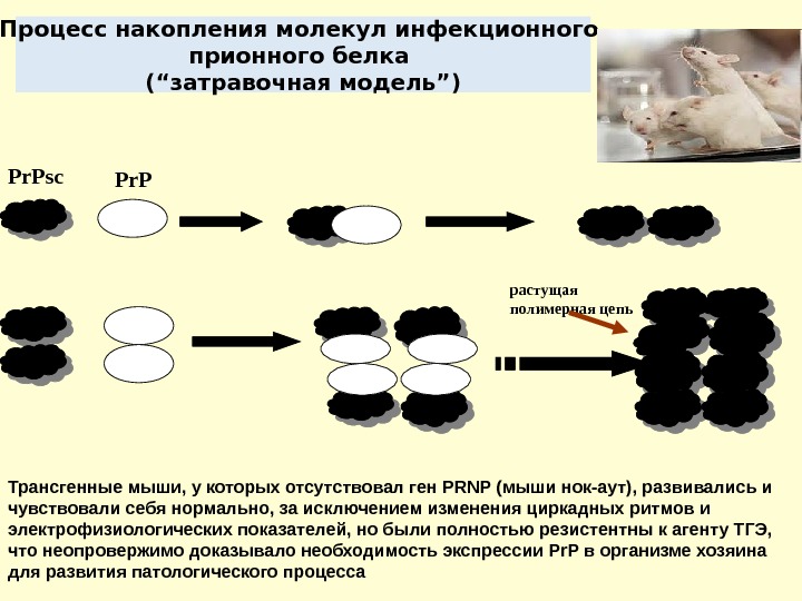 Гемофилия царская болезнь презентация