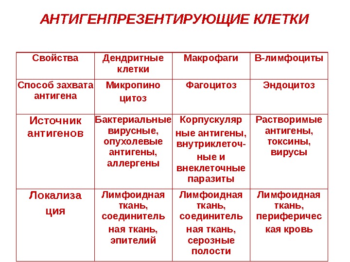 Презентация антигенов дендритными клетками