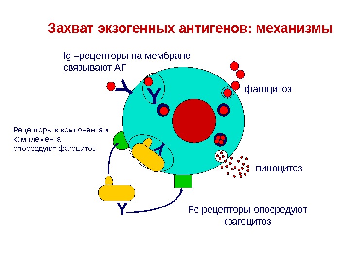 Механизм процессинга и презентации экзогенных и эндогенных антигенов