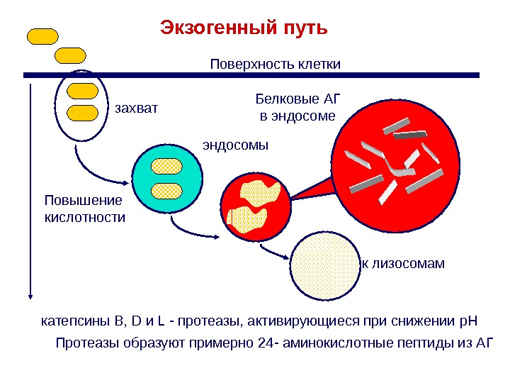 Процессинг антигена презентация антигена