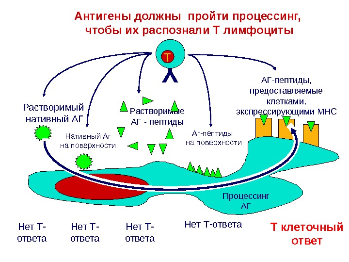 Механизм процессинга и презентации экзогенных и эндогенных антигенов