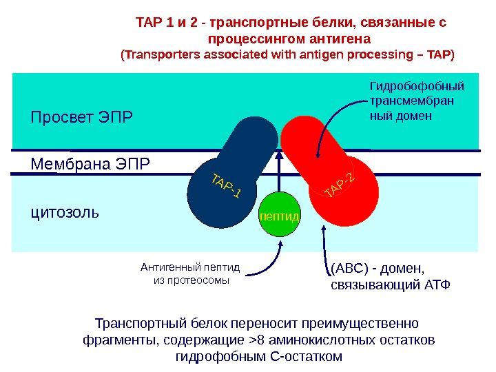 Транспортные белки. Процессинг и презентация антигена. Транспортные белки, переносящие гормоны.. Слайд лекция процессинг антигена. Процессинг антигенов презентация полипептида антигена.