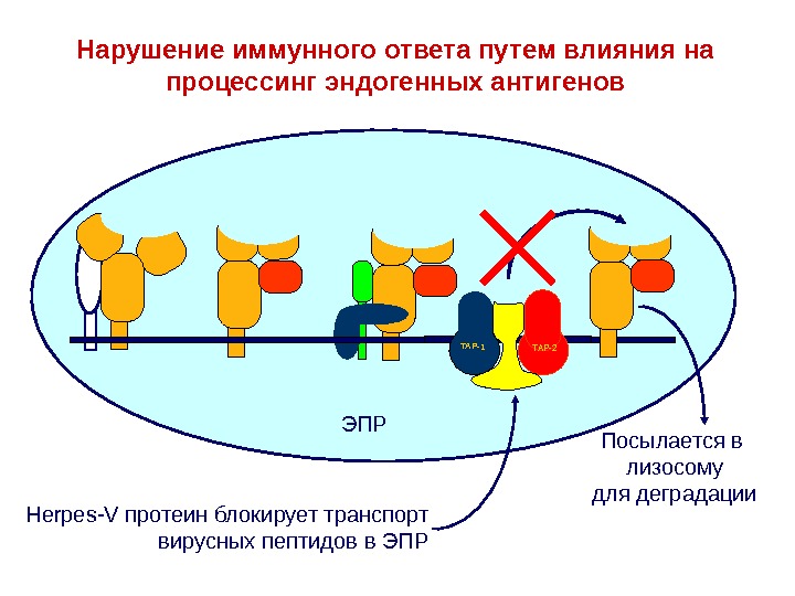 Процессинг антигена презентация антигена