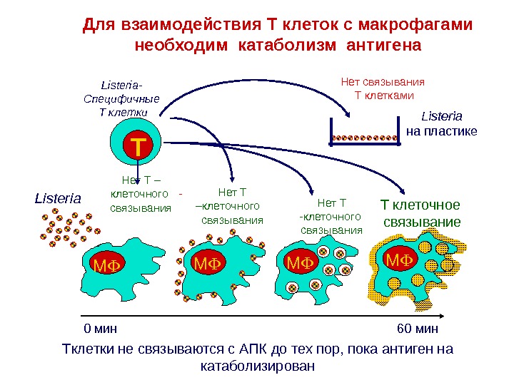 Процессинг антигена презентация антигена