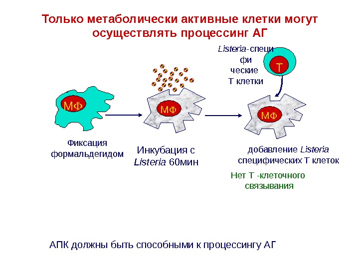 Презентацию антигена могут осуществлять