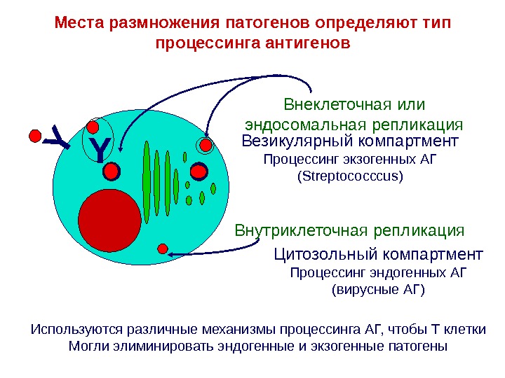 Механизм процессинга и презентации экзогенных и эндогенных антигенов