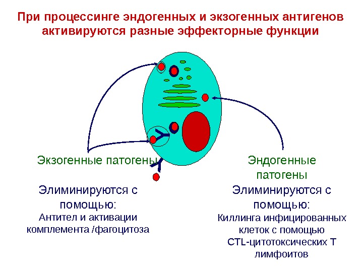 Механизм презентации антигена