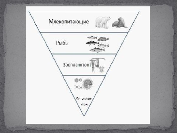 Экологическая пирамида перевернутая примеры