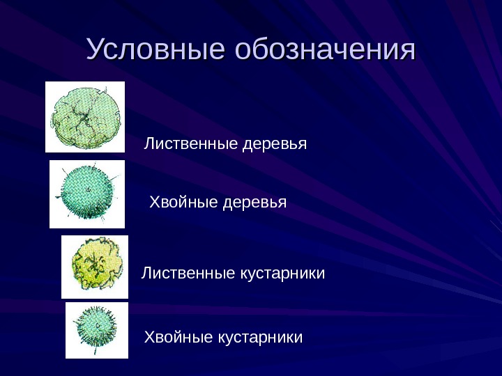 Деревья обозначение на плане