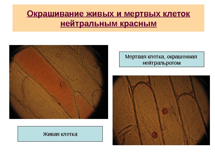 Живые и мертвые презентация