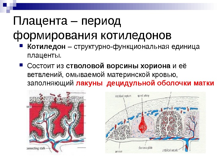 Плацента это. Котиледоны структурно-функциональные единицы плаценты. Строение Котиледон плаценты. Строение плаценты анатомия. Структурно-функциональная единица плаценты.