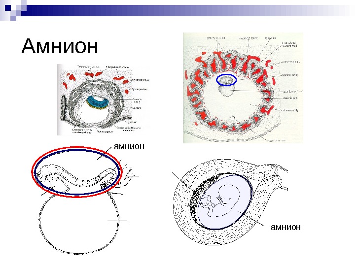 Зародышевые оболочки и провизорные органы у человека