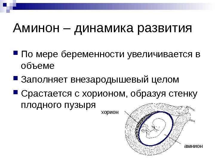 Внезародышевые органы презентация