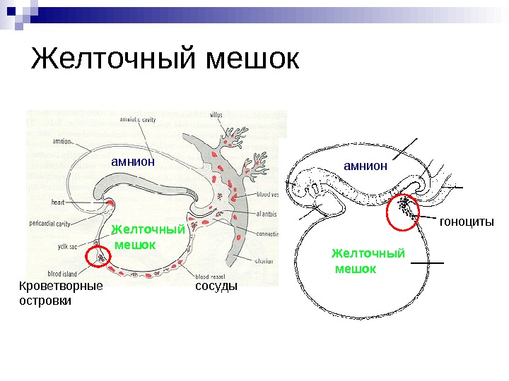 Первичный мешок. Зародыш человека желточный мешок. Строение эмбриона желточный мешок. Строение желточного мешка у человека. Желточный мешок у эмбриона человека.