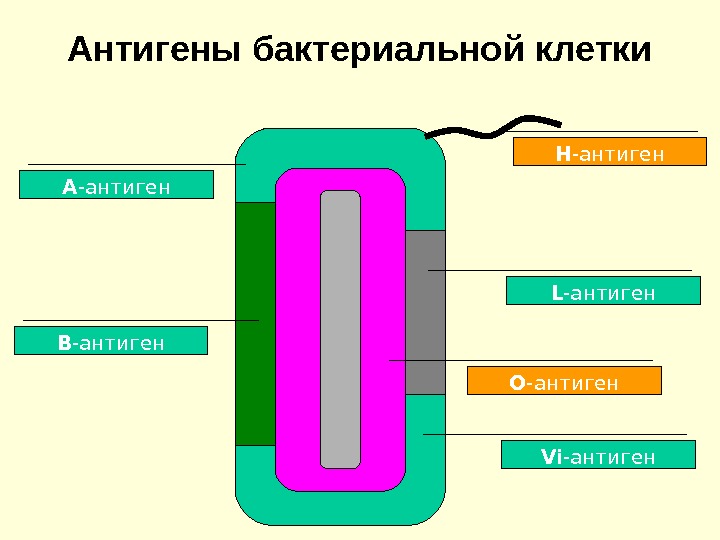 Реакции агглютинации презентация