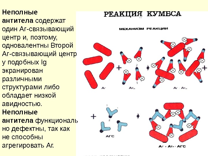 Реакции агглютинации презентация