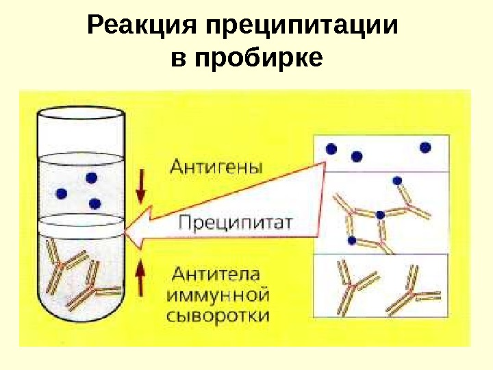 Презентация р агглютинации и преципации