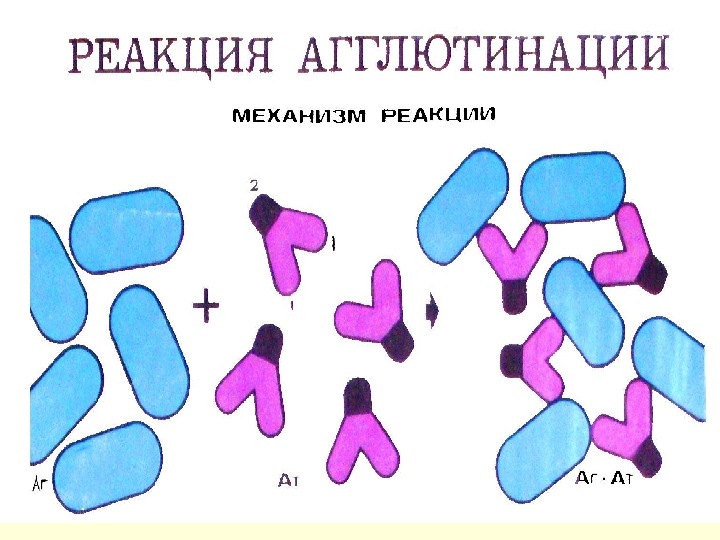 Реакции агглютинации презентация