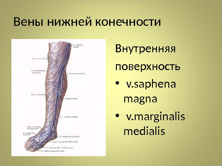 Вена на латинском. Большая подкожная Вена ноги – v. saphena Magna. V. saphena Magna и v. saphena Parva.