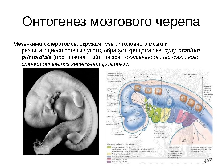 Развитие черепа в онтогенезе индивидуальные возрастные. Онтогенез мозгового черепа. Мозговой череп формирование. Онтогенез лицевого черепа. Эмбриогенез костей черепа.