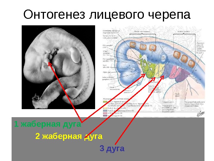 Развитие черепа в онтогенезе индивидуальные возрастные. Жаберные дуги эмбриона человека. Эмбриональное развитие черепа. Онтогенез лицевого черепа. Развитие лицевого черепа в онтогенезе.